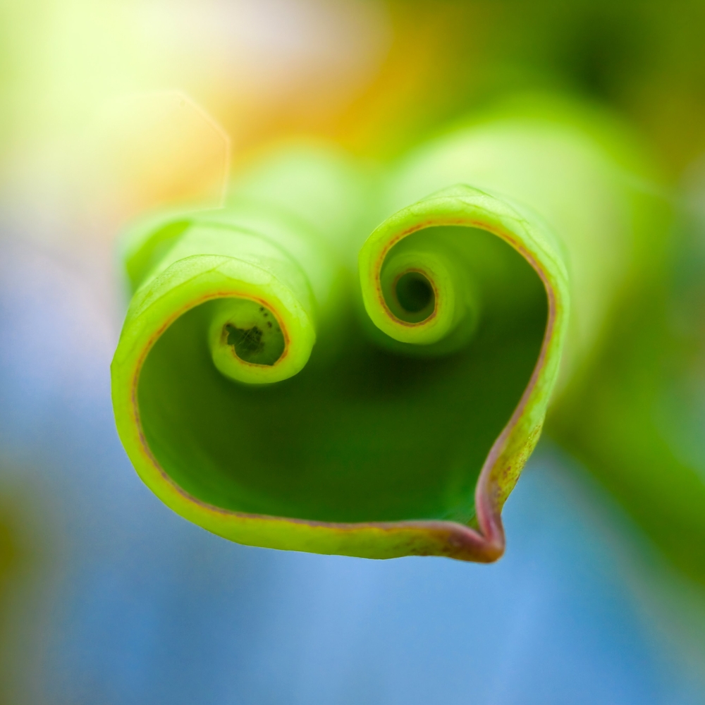 A curling leaf resembling a heart